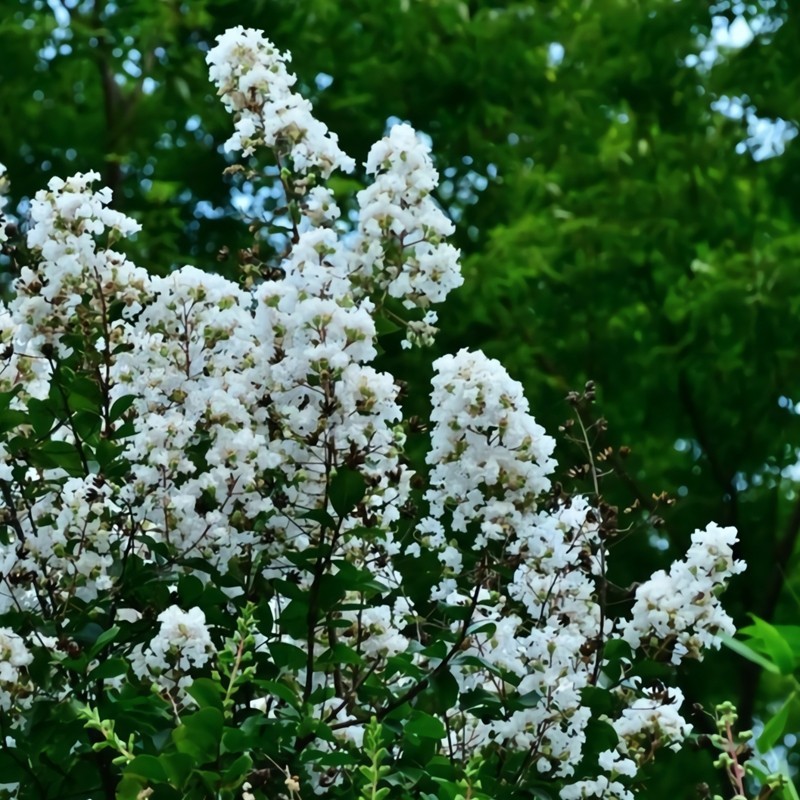 3 White Crape Myrtle 12-18″ Tall Starter Shrub Bare Root