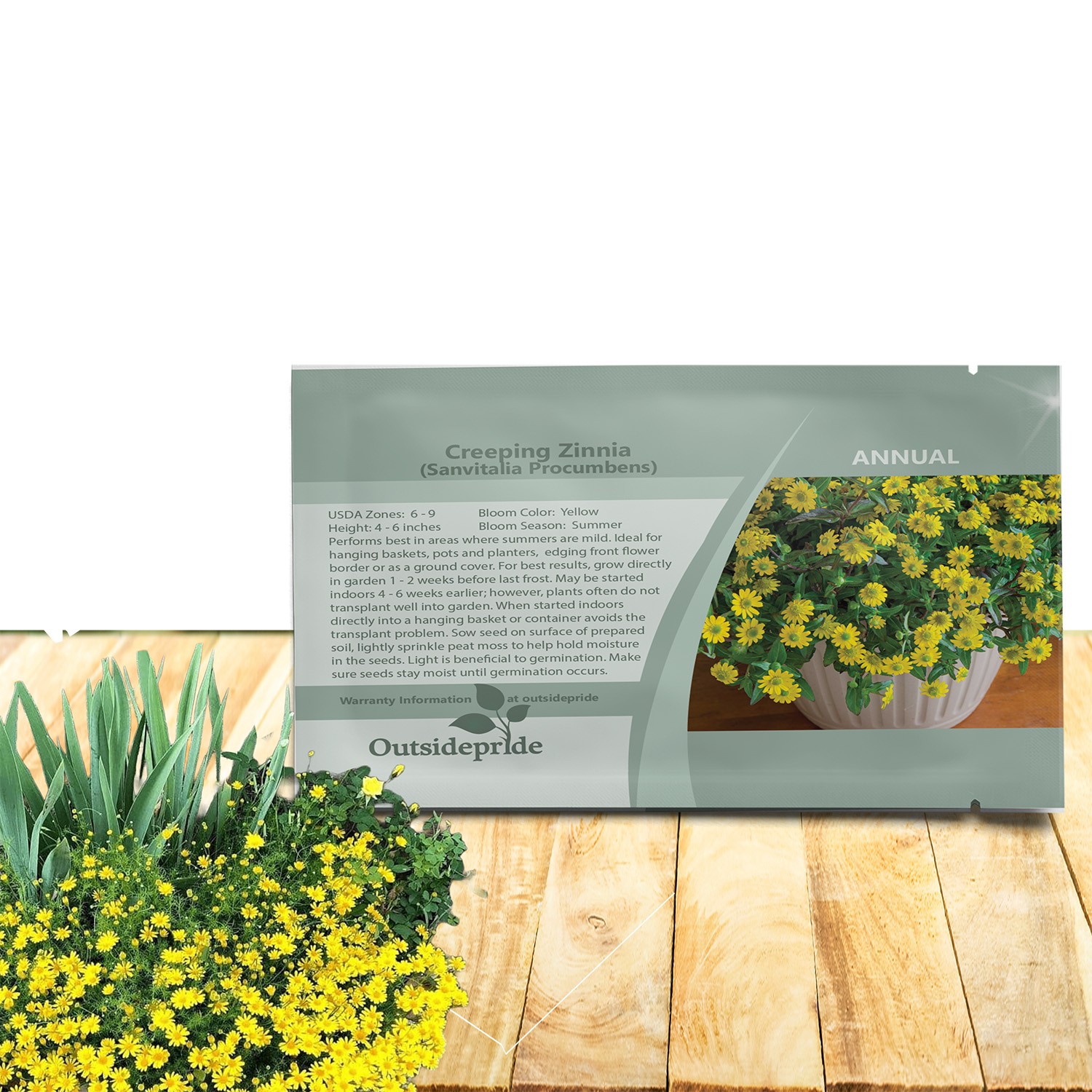 10000 Seeds Dahlberg Daisy Seeds – Thymophylla Tenuiloba Ground Cover Seed