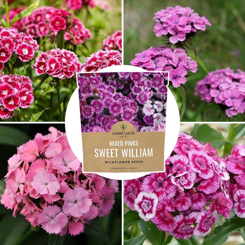 30000 Semillas de Flores Dianthus Barbatus Rosas Mix No GMO Paquete de 1 oz