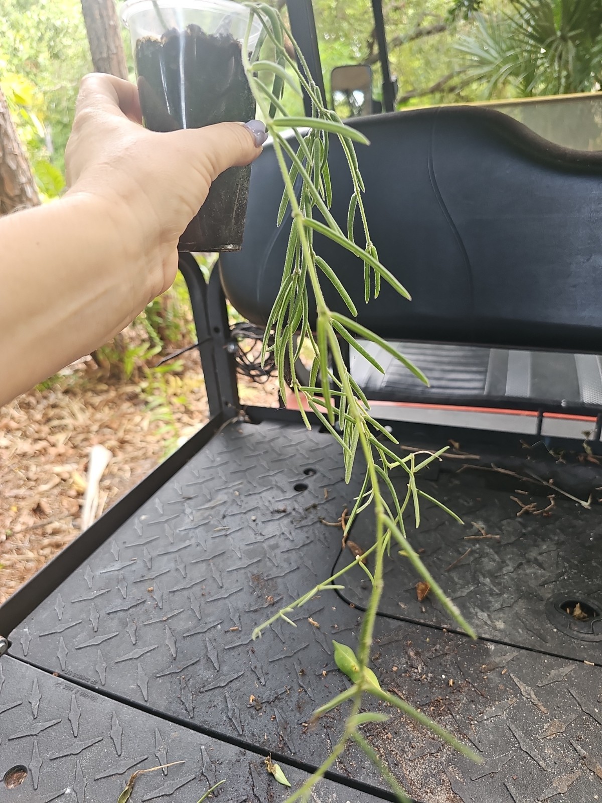 Hoya Linearis Rooted Live Plant 3″ Pot
