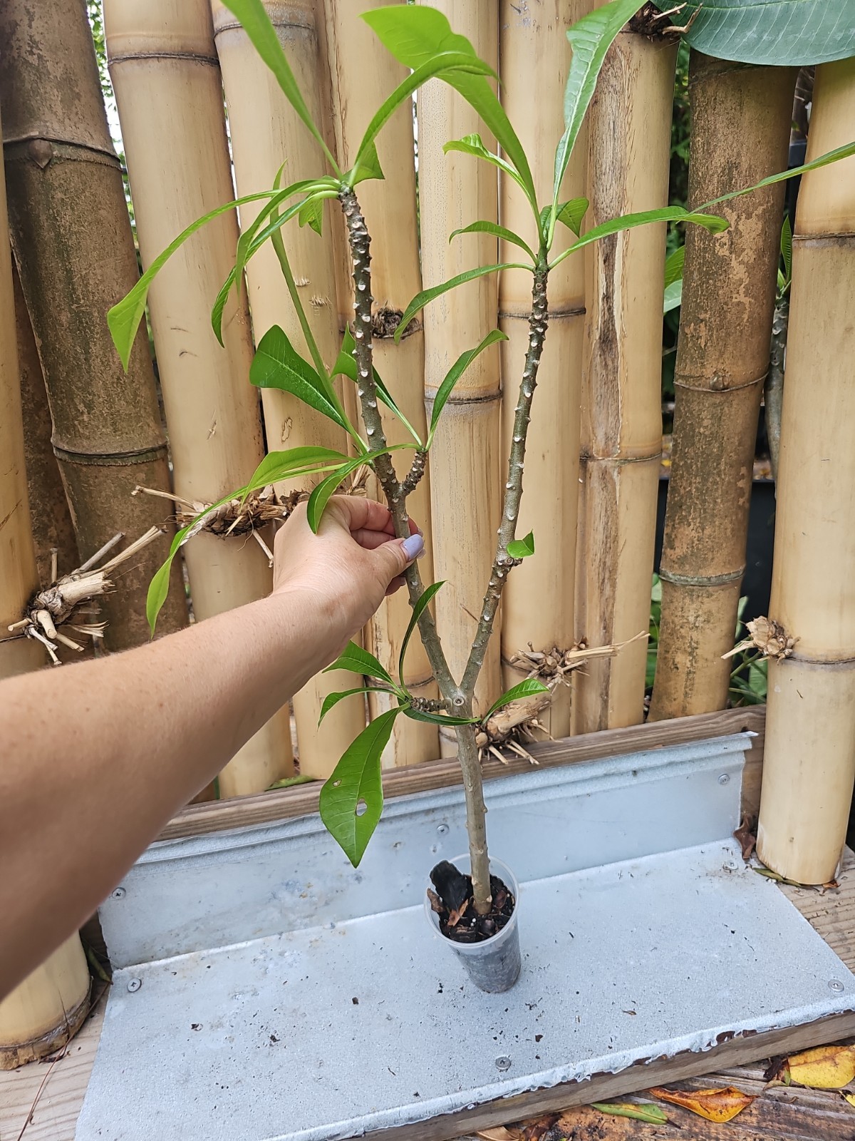 XL 25″ Rooted Bridal Bouquet Plumeria pudica Frangipani Live Plant white