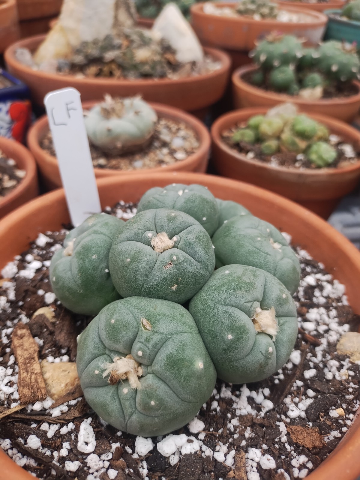 Rare, Old, Cactus, Large 4.25 Inch Diameter With 7 Heads Plant #3