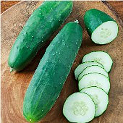 Straight Nine Cucumbers Seeds (((25 Seed Packet))) (More Heirloom, Organic, Non