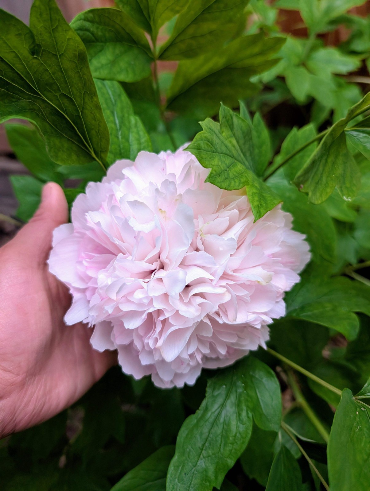 “Red thread girl” large flower tree peony Preorder for fall 2026