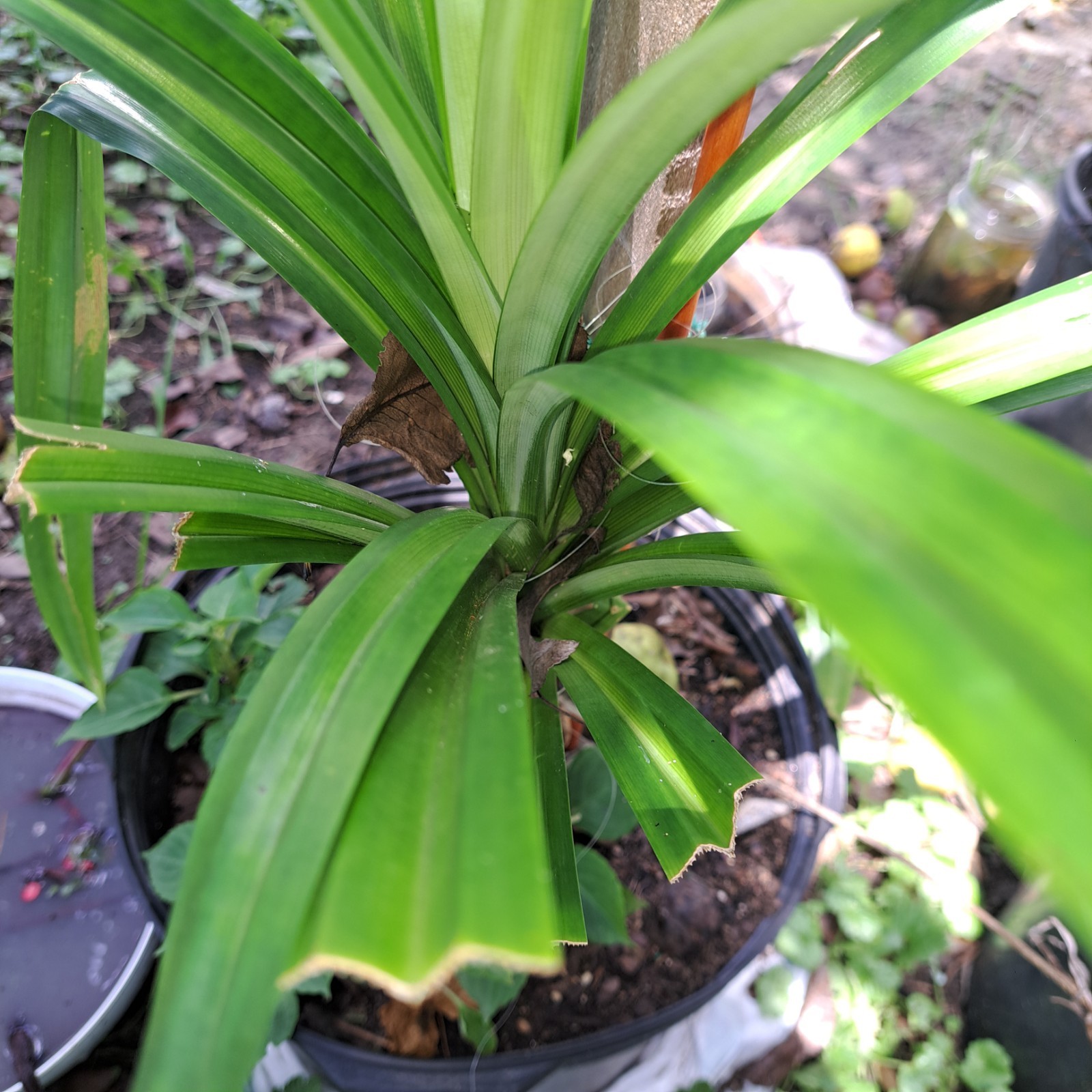 Pandan Plant Bare Roots, One Plant For Culinary Or Other Uses As Planting Is Not