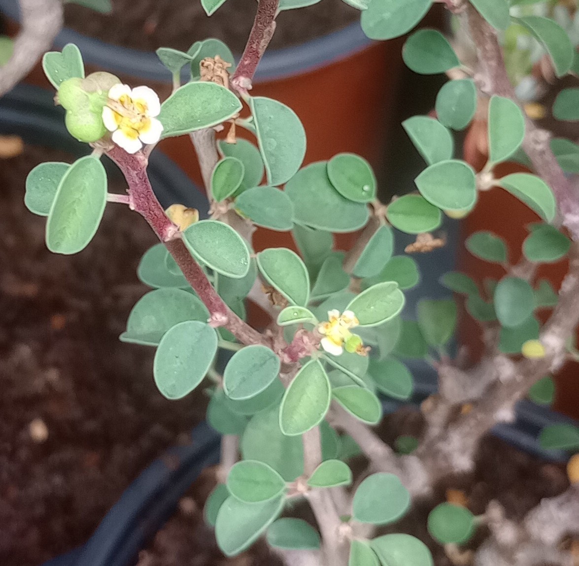Euphorbia misera Baja California Mini Bonsai Tree Many Branches Caudex