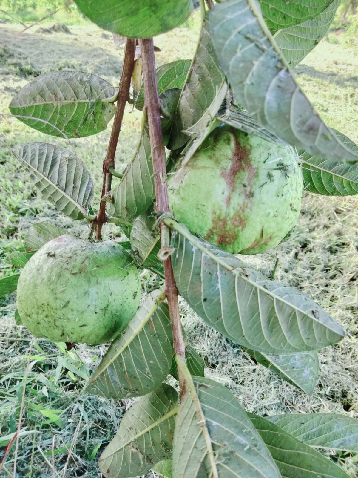 GUAVA CUTTINGS FOR GRAFTING OR ROOTING, 3 CUTTINGS 4-5″, SIZES ABOUT 1/4-1/2″
