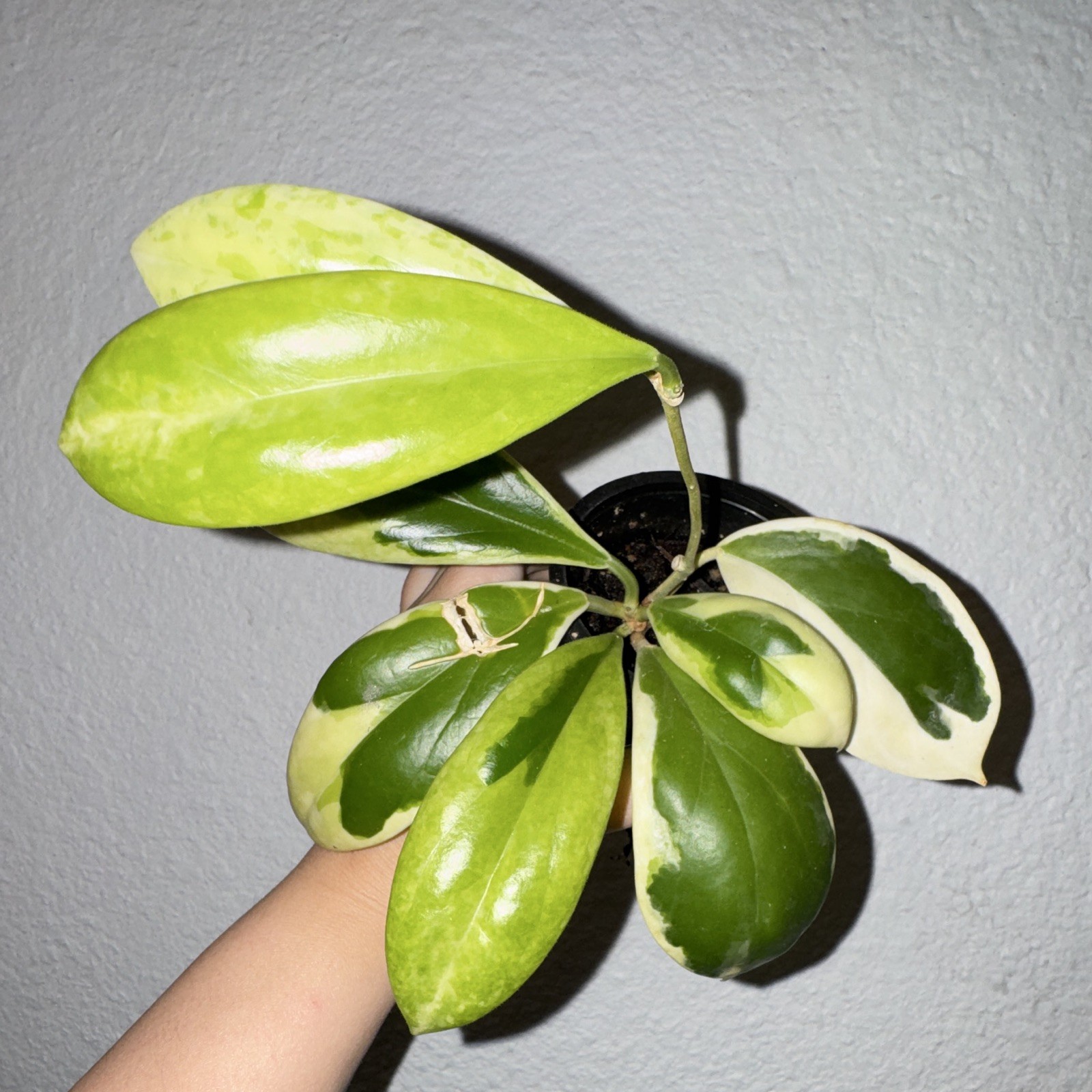 Hoya Incrassata Moon Shadow, high color, healthy mature mother plant