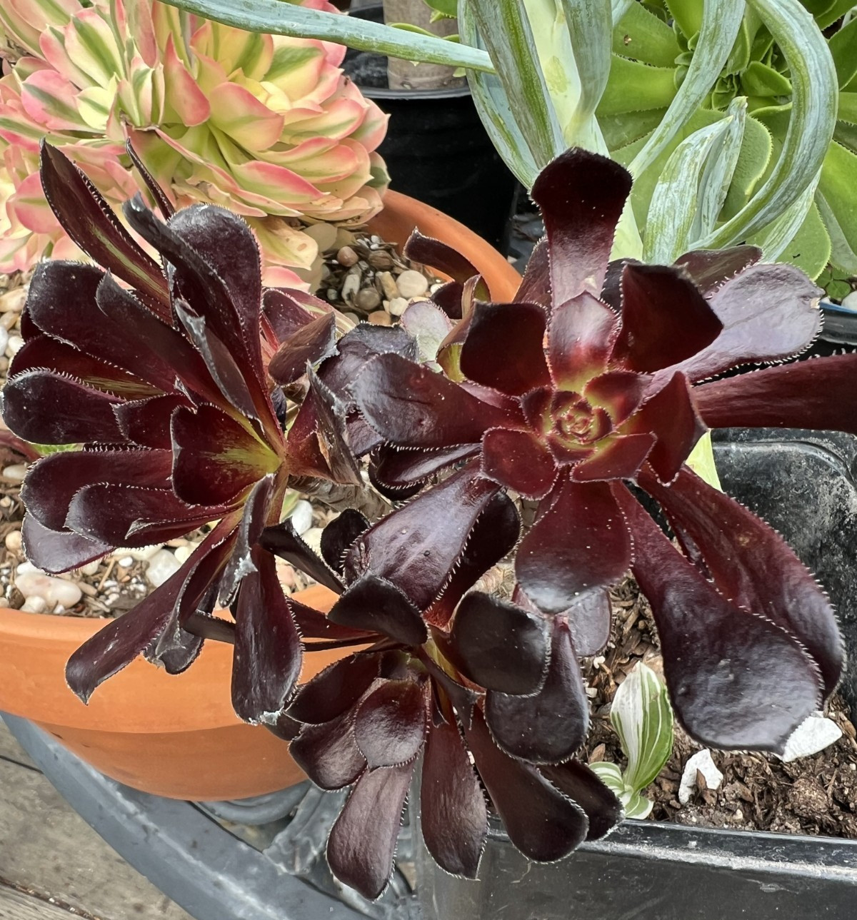 6 Cutting Rare Aeonium 3 to 5” Zwartkopf, Moon Burst, Merlot, Suncup, Blushing
