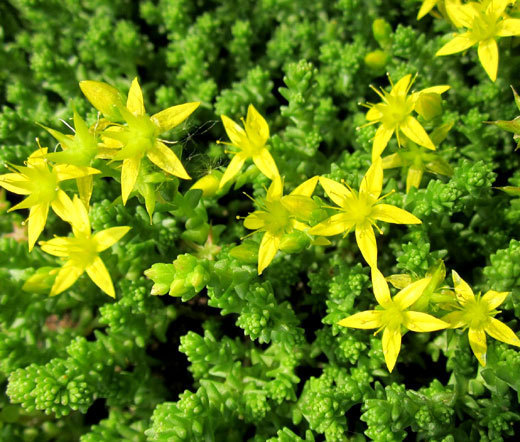 SEDUM GOLD MOSS STONECROP Sedum Acre – 1,000 Bulk Seeds