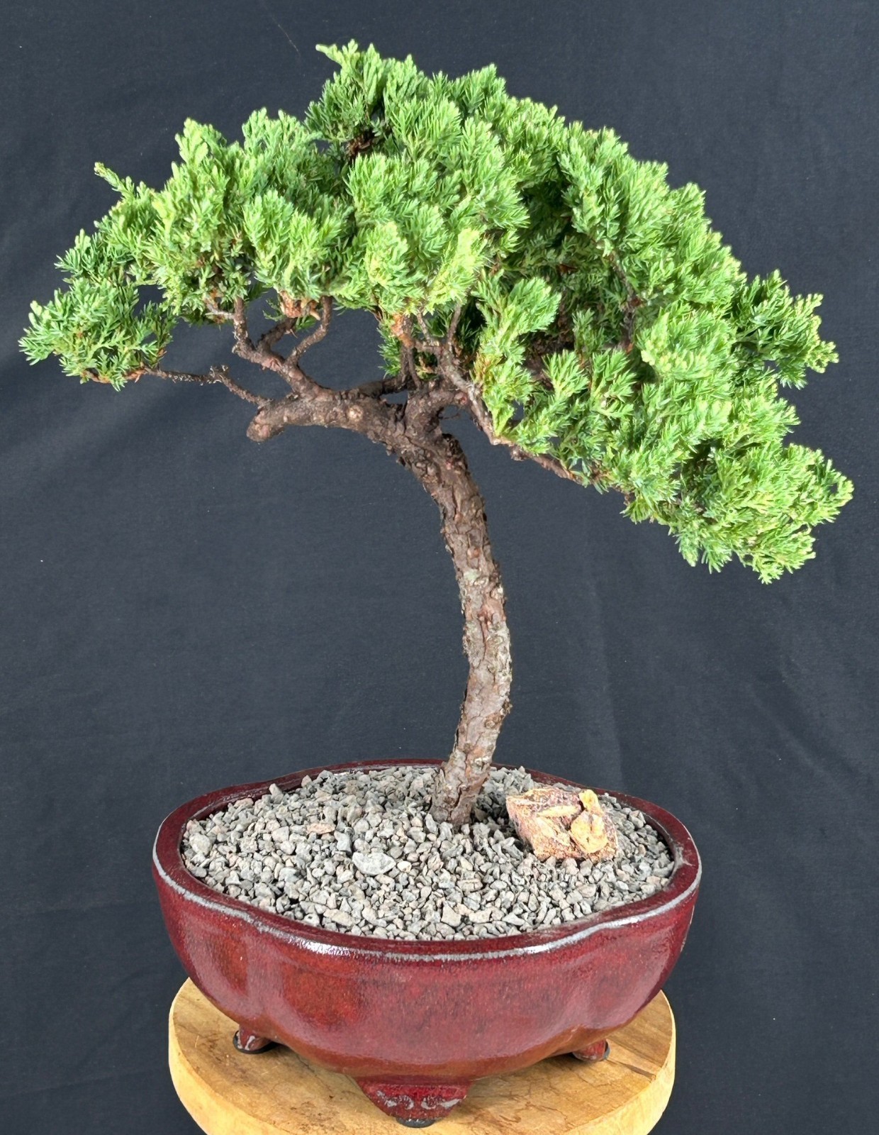 Juniper Finished Bonsai Tree Trained Outdoor Evergreen Juniper Procumbens Nana
