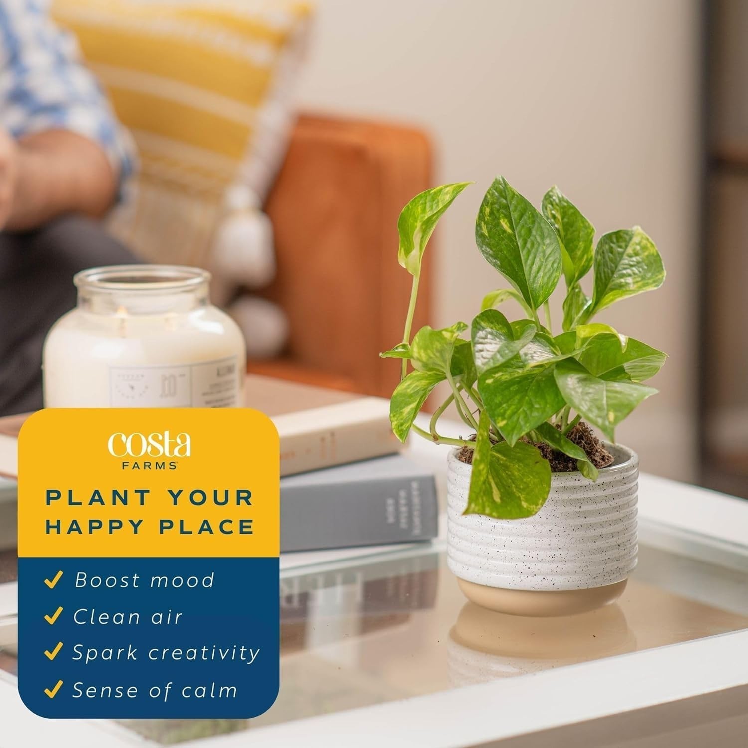 Pothos Live Plants, Devil’s Ivy in Plastic Pots, Easy to Maintain, Air Purify…