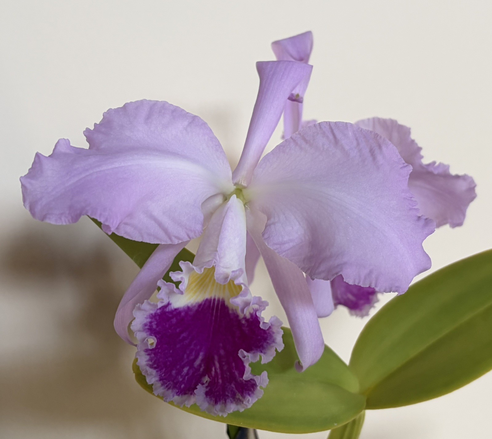 Cattleya warneri FRAGANT large-flowered spring-blooming orchid species MEDIUM