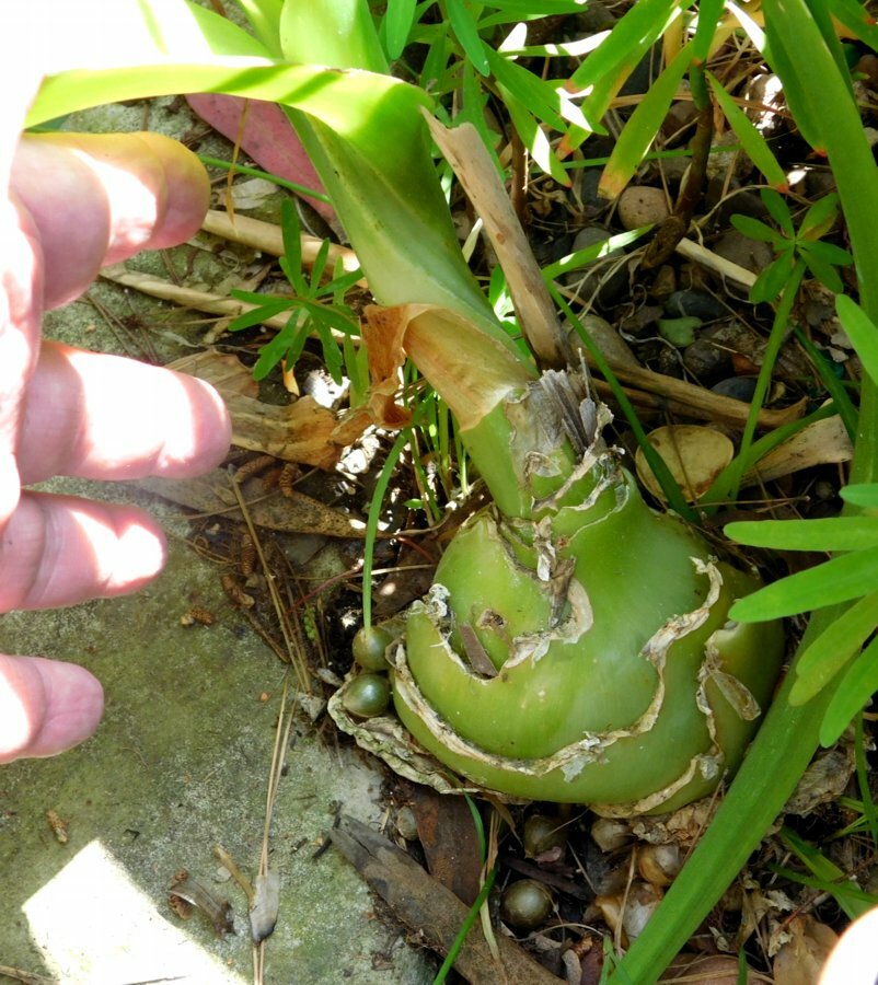 ORNITHOGALUM CAUDATUM PREGNANT ONION BULB