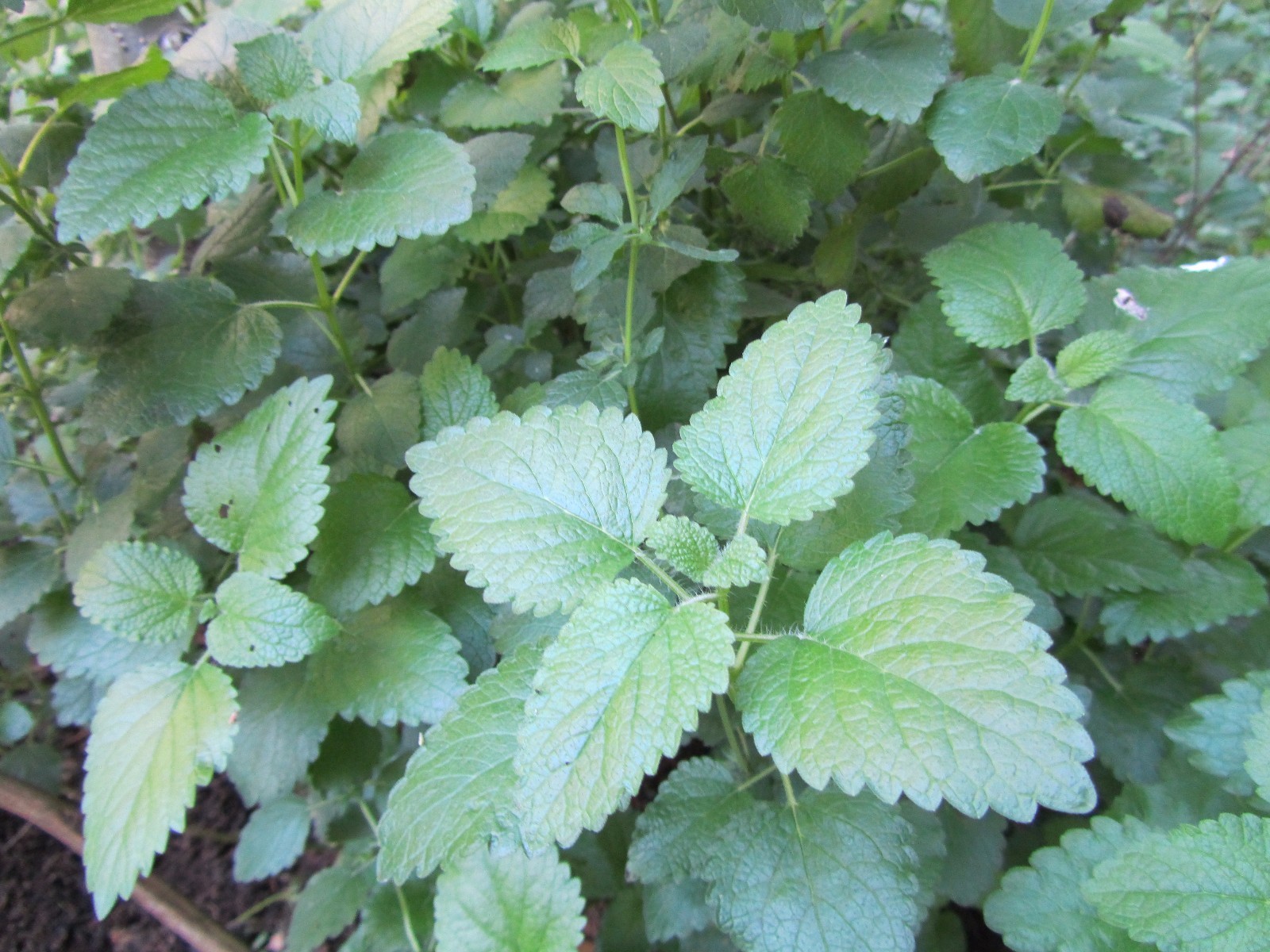 3 PLANTS LEMON BALM, MELISSA OFFICINALIS AROMATIC HARDY PERENNIAL MADICINE PLANT