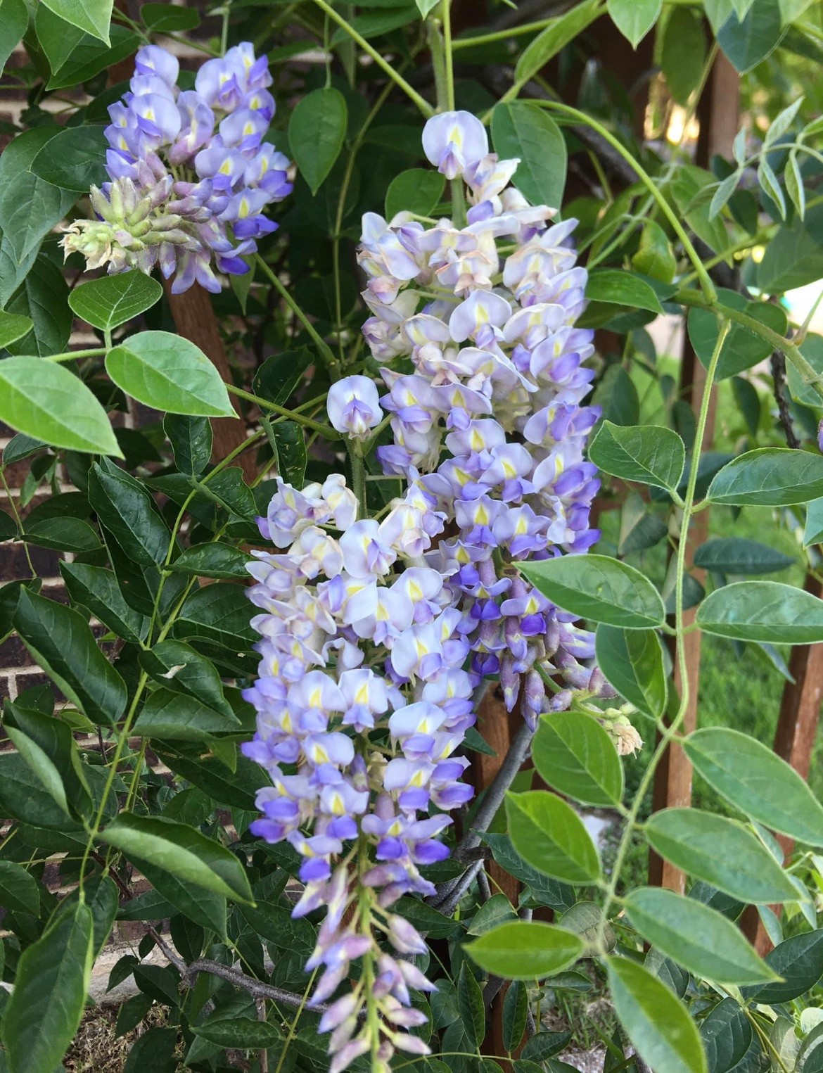 Blue Moon Wisteria Live Plant – 6″ to 14″ Tall – Fast-Growing Perennial