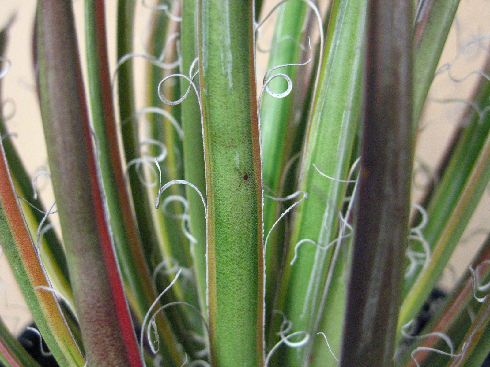 Agave “Leopoldii II” Marginata Aurea — Rare Succulent