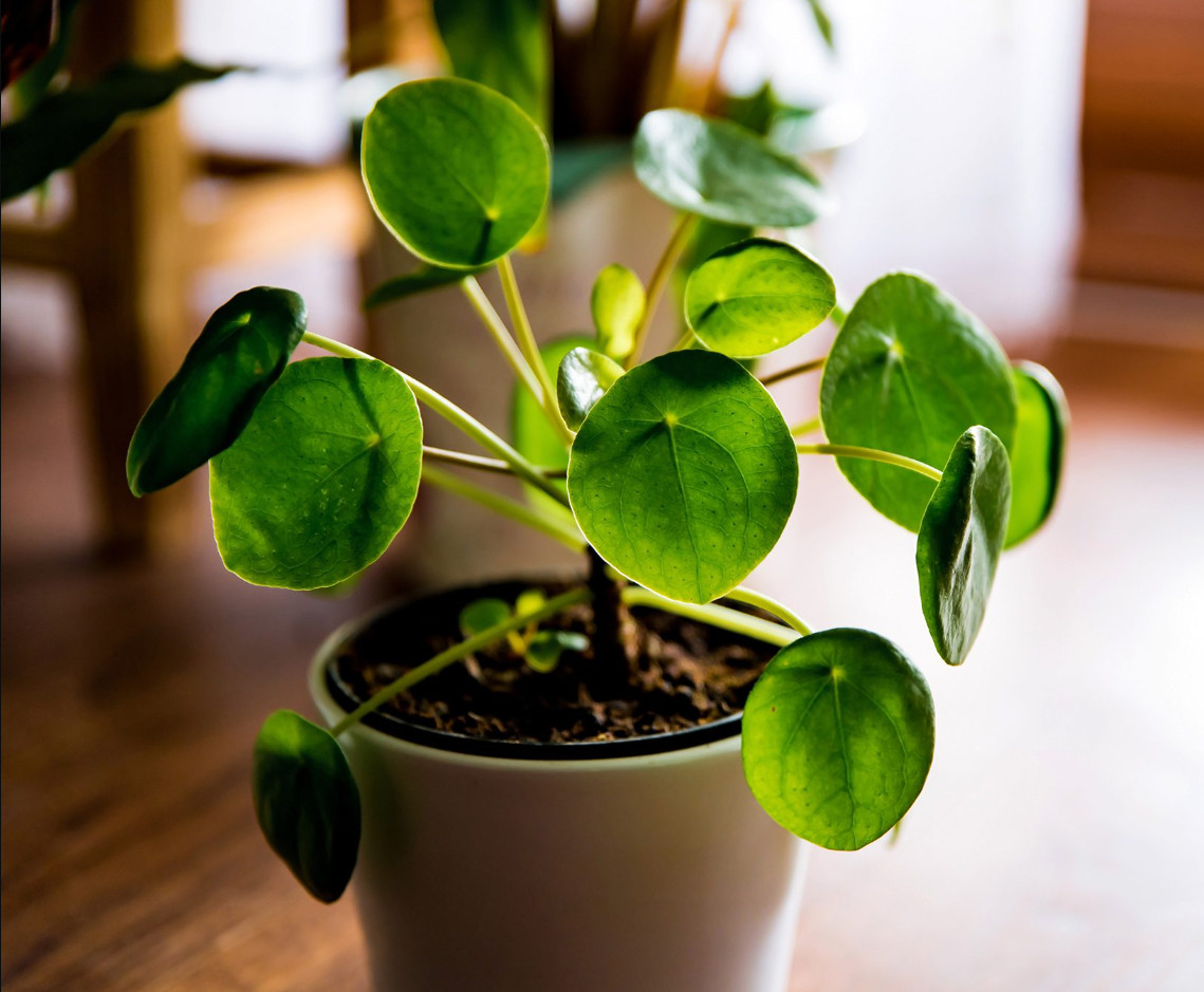 Pilea Peperomiodes Chinese Money Live Starter Plant for Planting 4-6″Tall No Pot