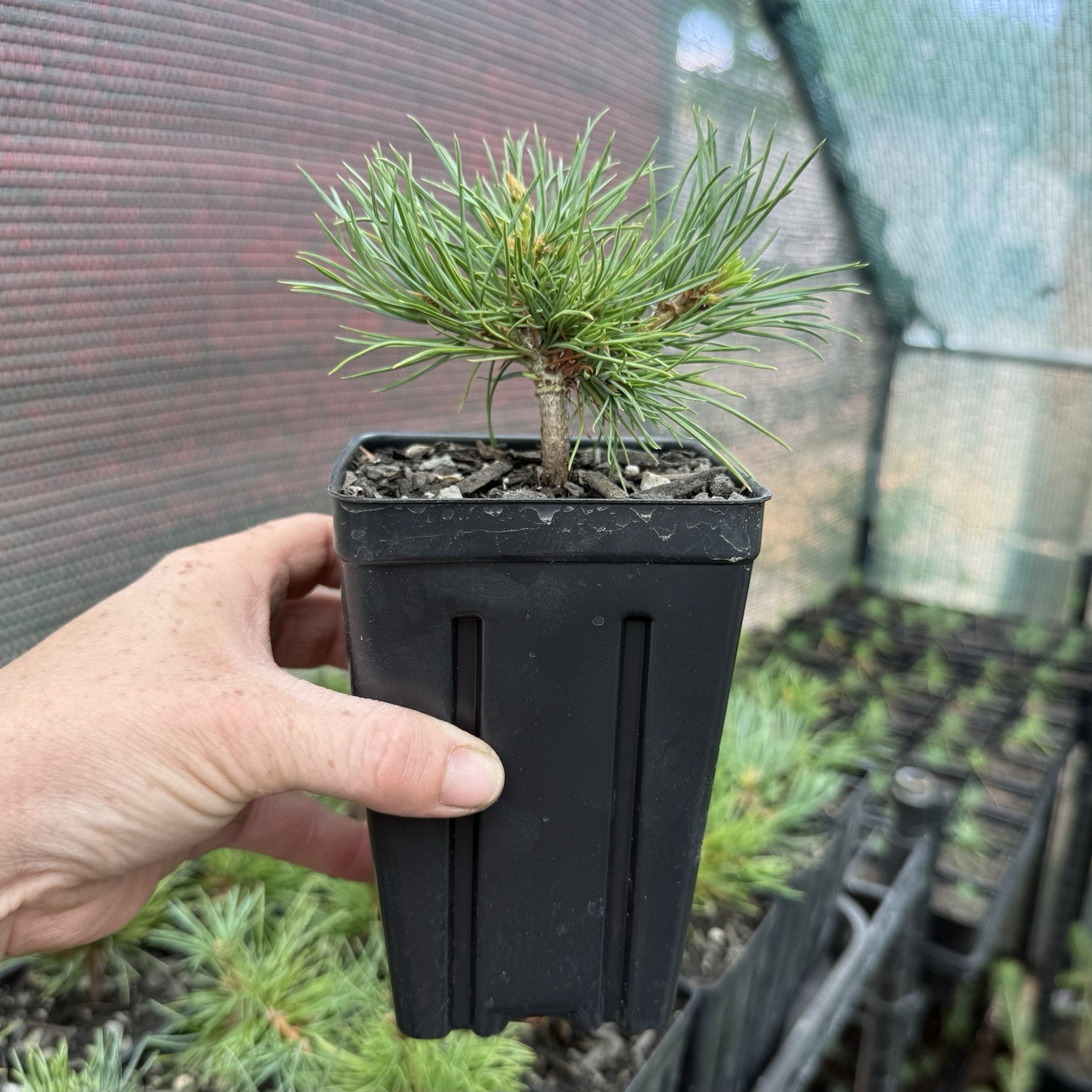 2 Pack of Limber Pine Tree Seedlings in Pots, 3-5” Tall, Pinus Flexilis