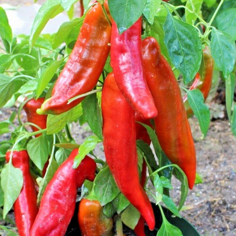 RARE✿ NEW! Italian Heirloom Corno Di Toro Rosso Sweet Pepper 15+ Seeds