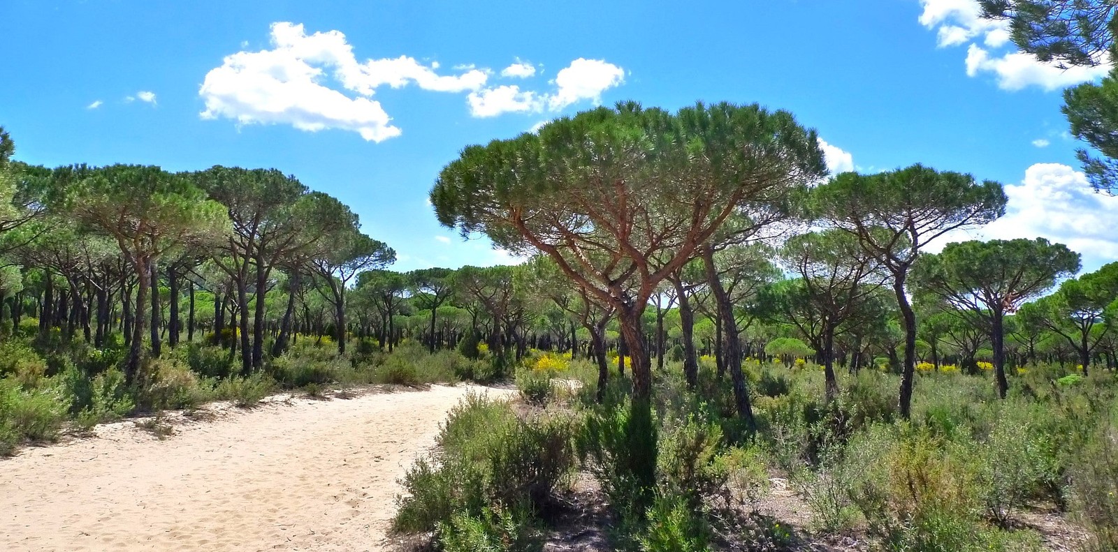 Stone Pine Tree Seeds – For 2025 Planting Pinus Pinea Umbrella Pines