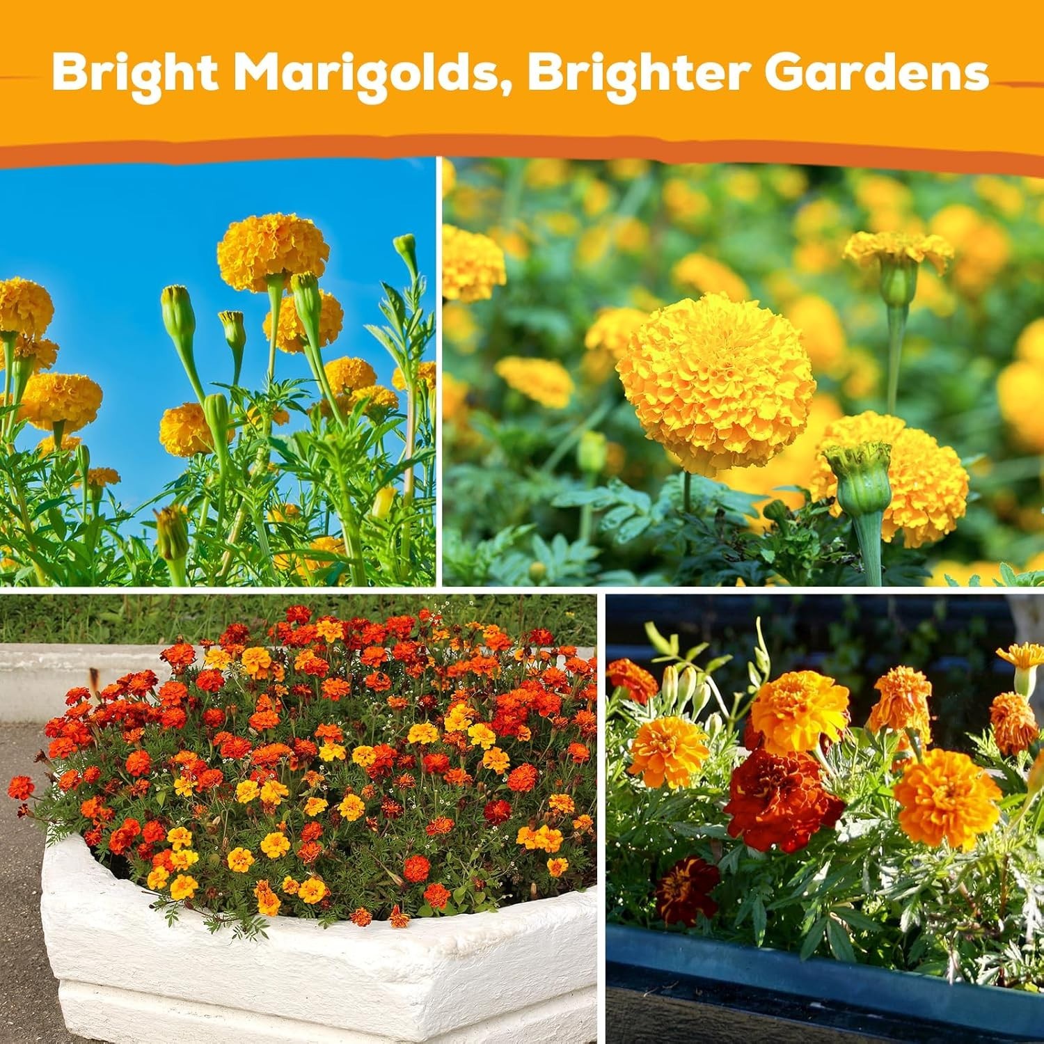 Heirloom Marigold Seeds – 400+ Non-GMO Seeds for Breathtaking Floral Displays