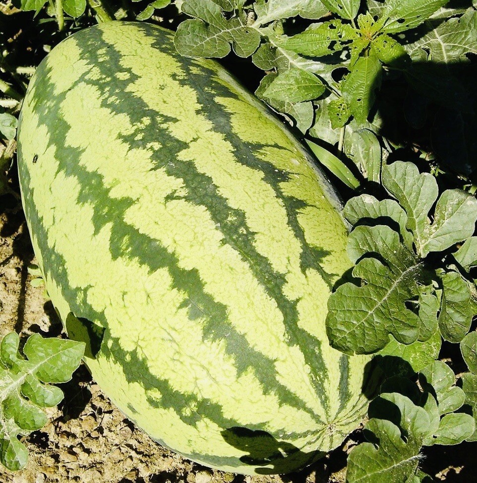 JUBILEE WATERMELON SEEDS NON GMO FRESH HARVEST FREE SHIPPING