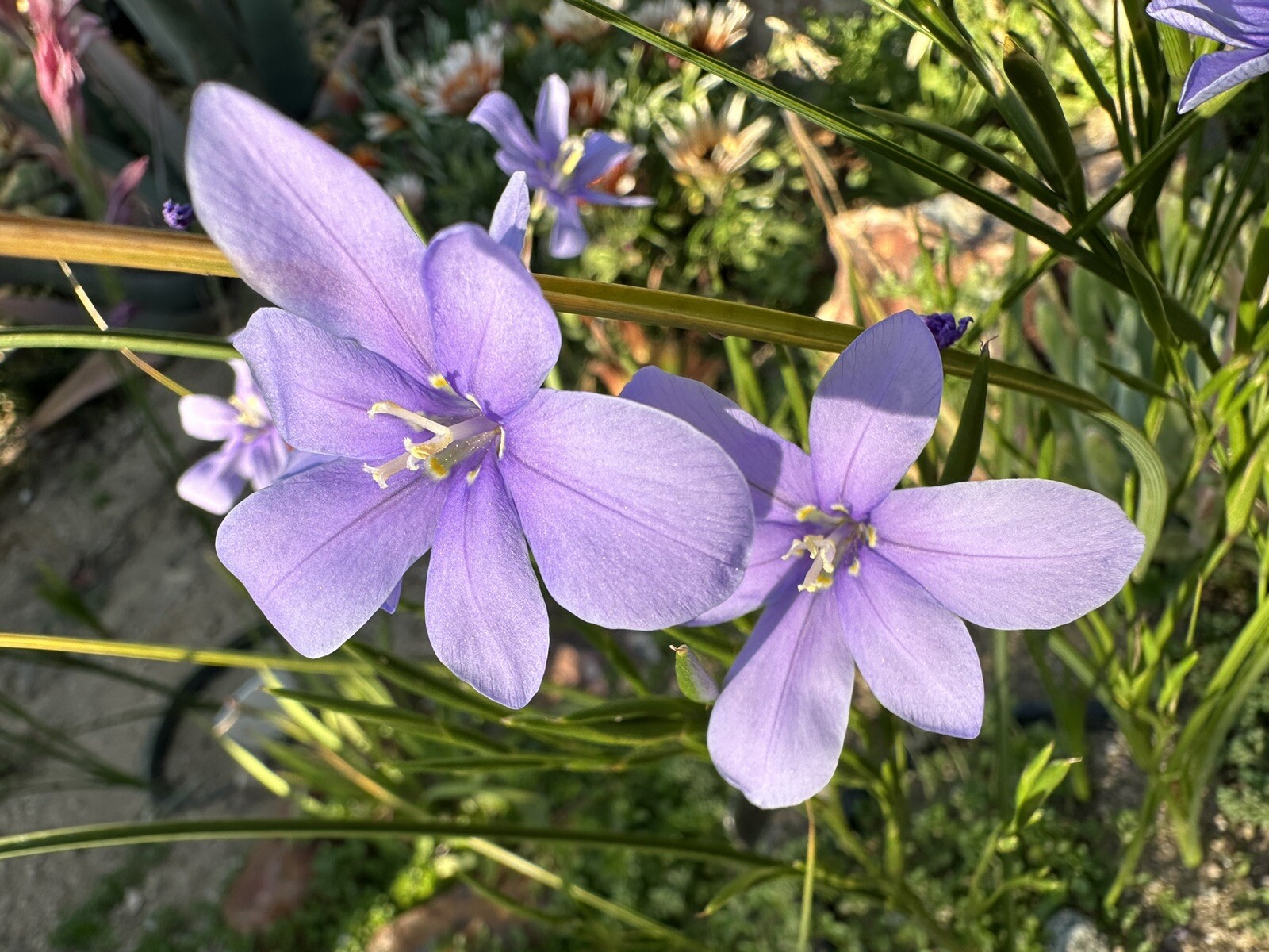 Moraea Polyanthos very rare 10 fresh 2024 harvested seeds Winter/spring Flowers
