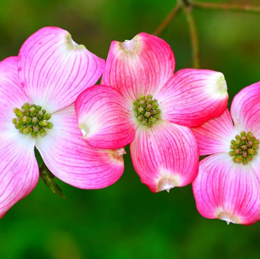 Pink Dogwood – Live Tree in Quart Pot (10–18″ Tall)