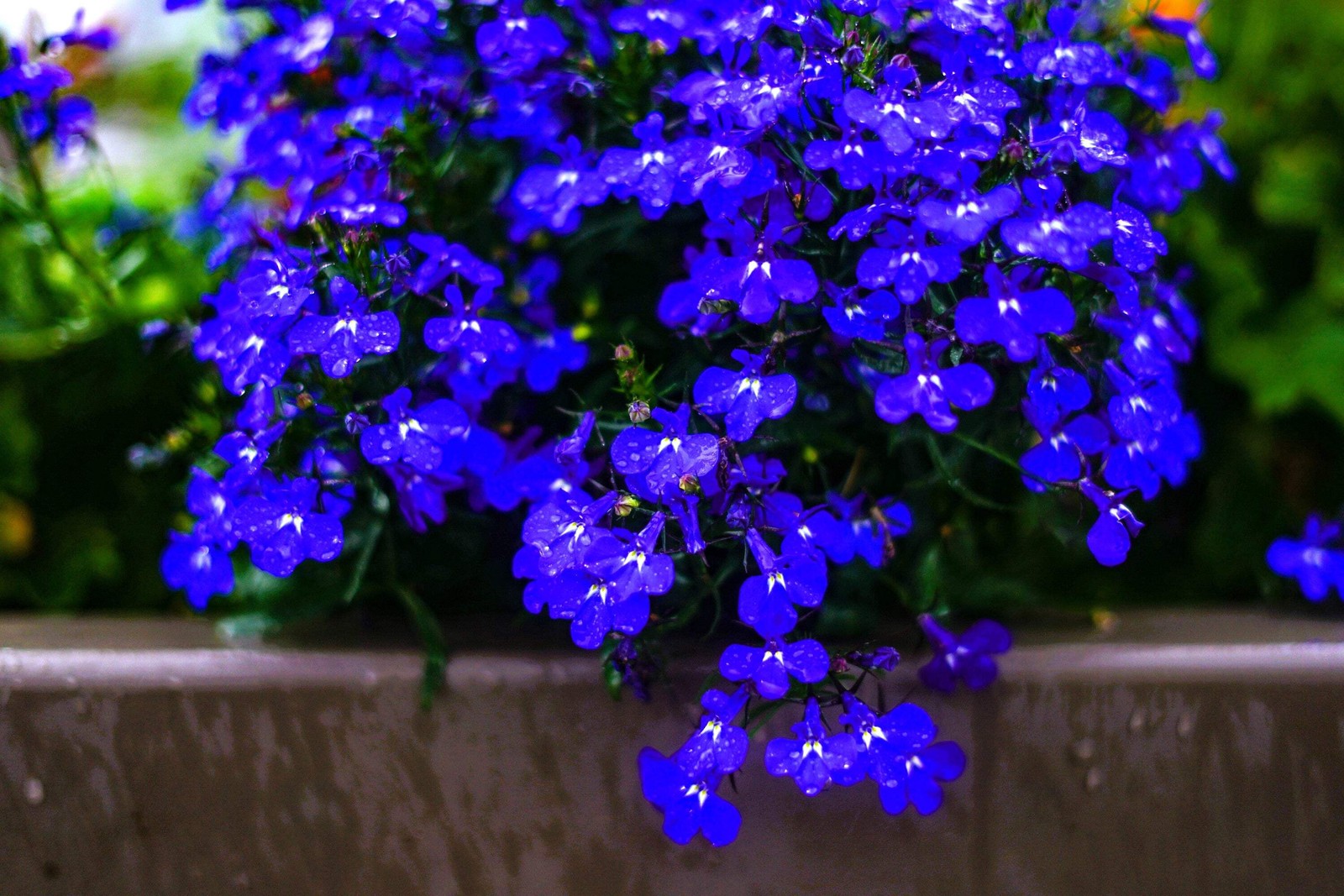 200 Electric Blue LOBELIA MONSOON Flower Seeds *Flat Shipping