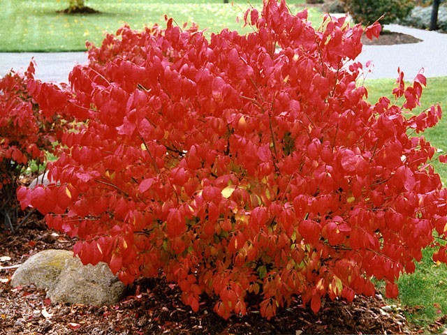 Dwarf Burning Bush gallon pot Hardy Shrub (Euonymus Alatus)