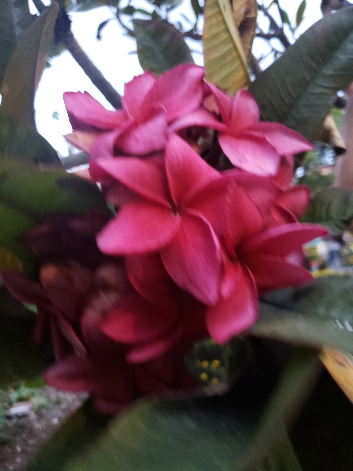 2 PLUMERIA Wildfire Red Rare CUTTINGs ~ 9 to 12 inches tall