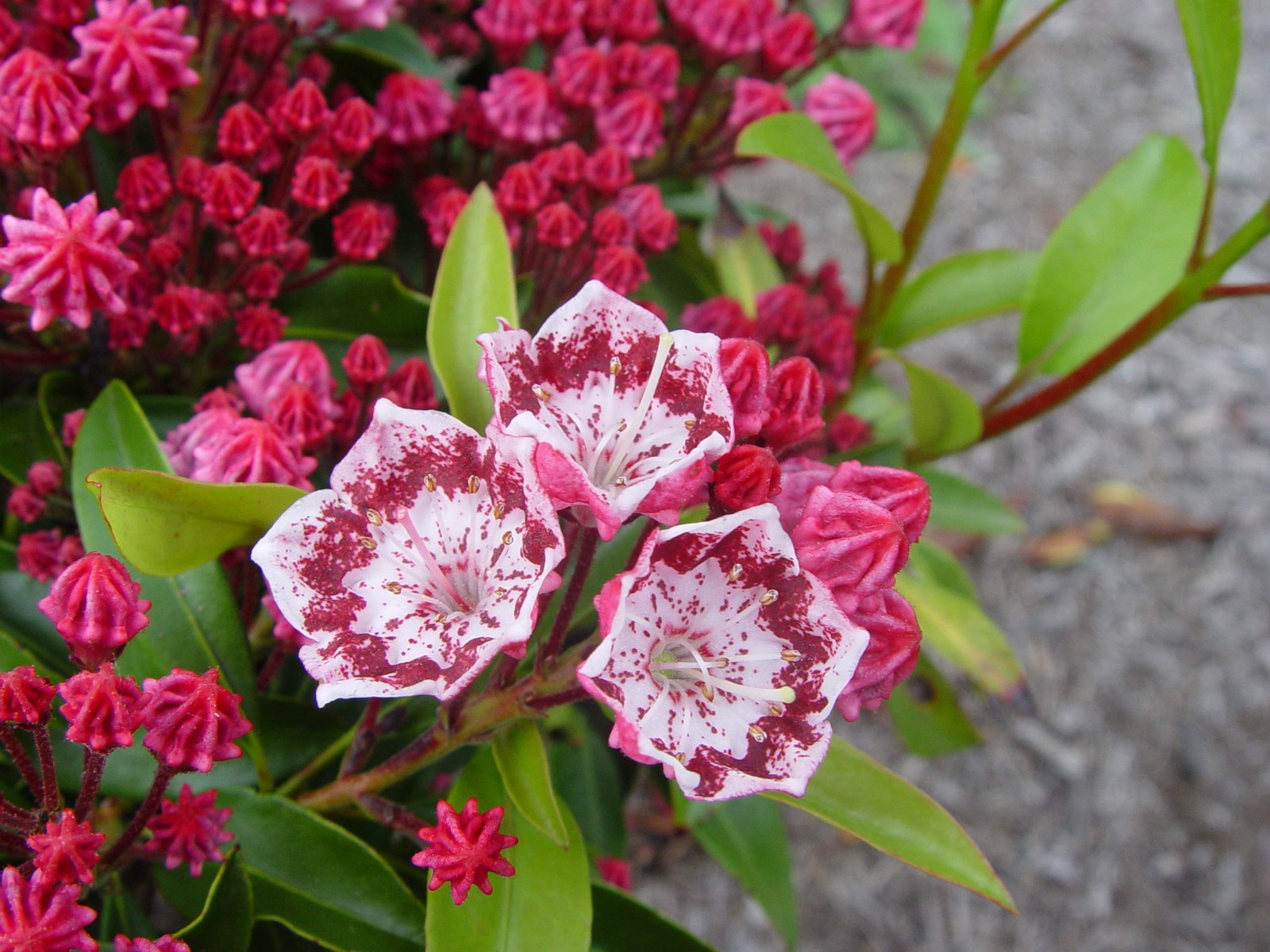Live Plant From Green Promise Farms Kalmia Lat. Kaleidoscope Mountain Laurel