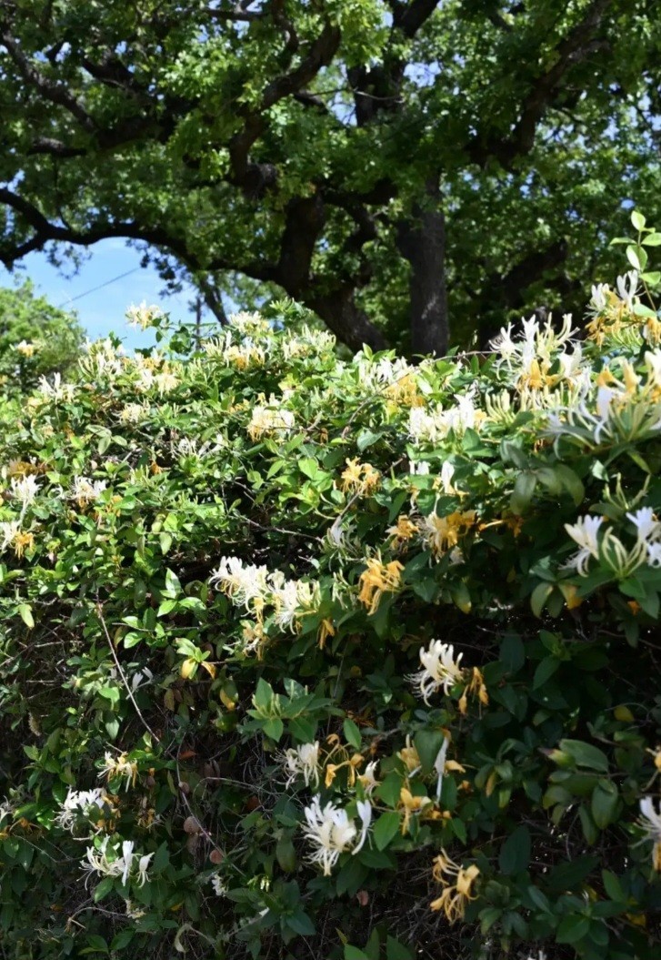 Fragrant White Honeysuckle Vine 1-3 Foot LIVE Plant Bare Root All Natural