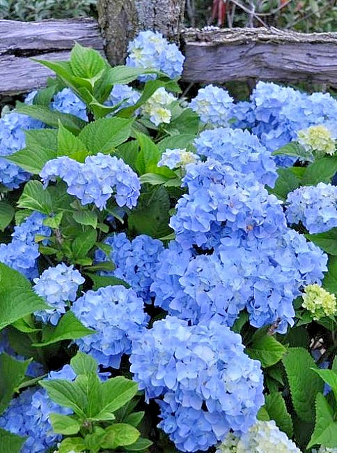 Nikko Blue Hydrangea Live Plant – 6-12″ Tall – 1qt Pot – Dwarf – Zones 5-9