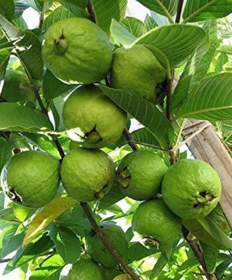 Pink Guava Tree – 2-3ft – 3Gallon – Tropical Fruit Tree for Sweet Pink Flesh