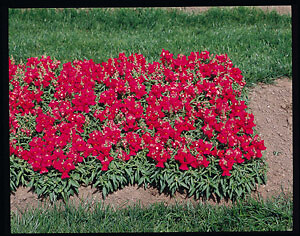 Snapdragon Floral Showers Rose 2,000 seeds