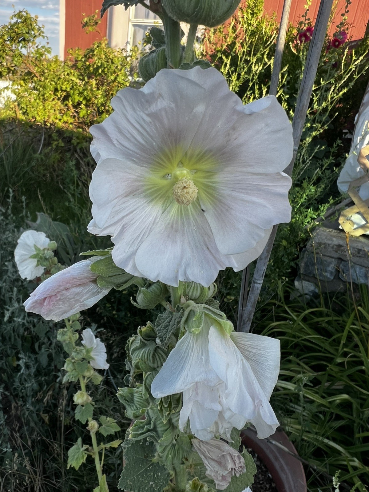 Palest Pink Hollyhock Seeds . 2026 Seed.