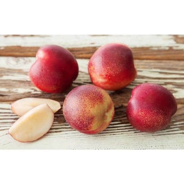 Bare-Root Snow Queen White Nectarine Tree 3–4 ft Tall 2-Year Fruit