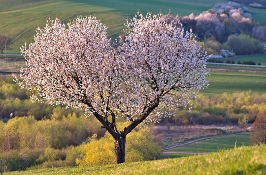 Organic! Sweet Cherry Tree {Prunus avium} 20 seeds Free Shipping! US Seller