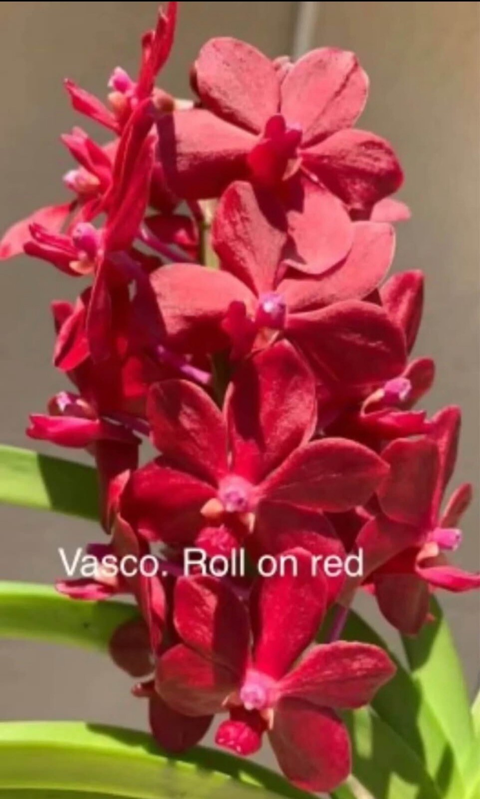 Vanda Roll On Red Bs Fragrant Orchid
