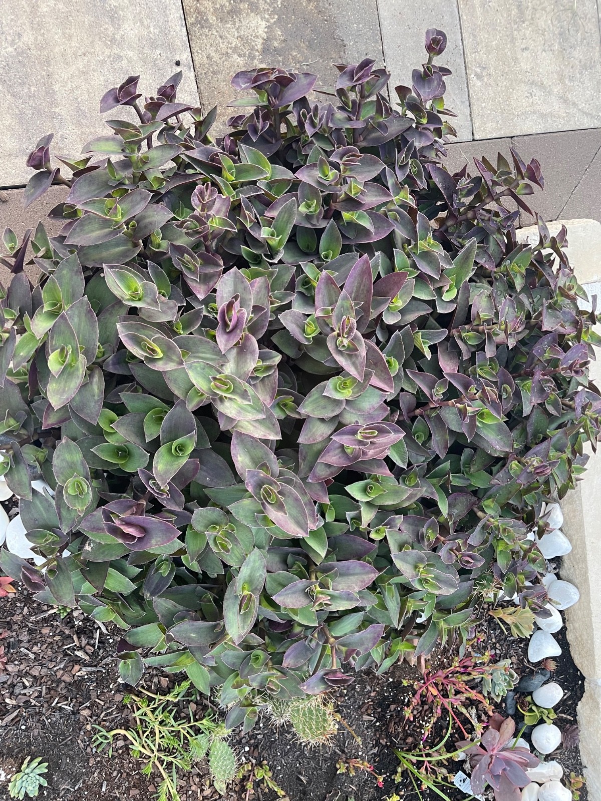 20 Fresh Tradescantia Cuttings–Rare Compact Purple-Green Mounding Variety