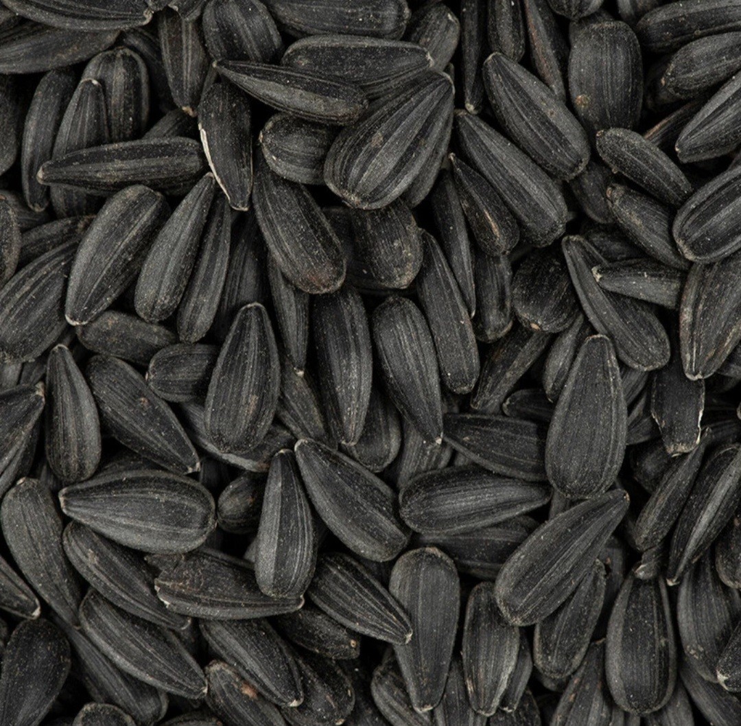 50+ Black Oil Sunflower Seeds for Planting GIANT Sunflowers