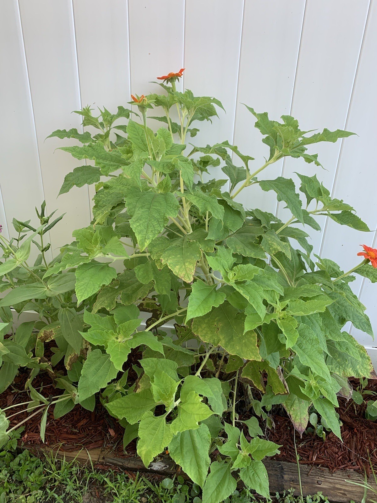 Mexican Sunflower Seeds 200+ Tithinia Torch Flower USA SELLER