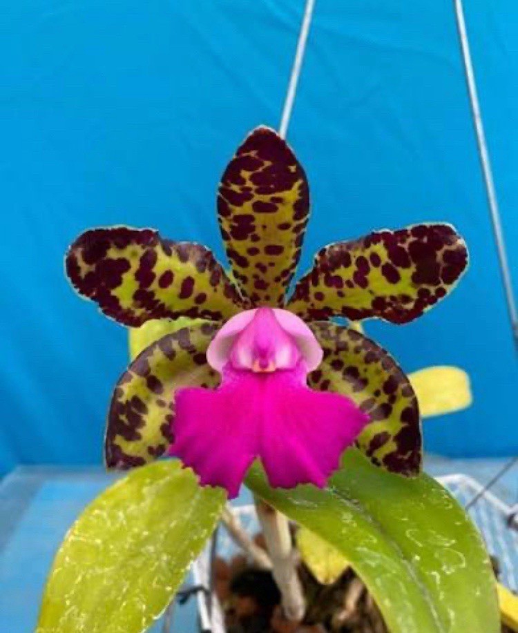 Cattleya Waikiki Jungle X Landate Spotty Charm Large Fragrant Flowers 2” Pot