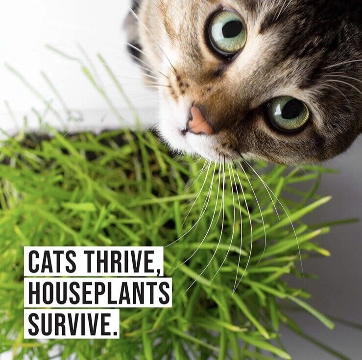 The Cat Ladies 100% Organic Cat 16oz Grass Seed Non GMO
