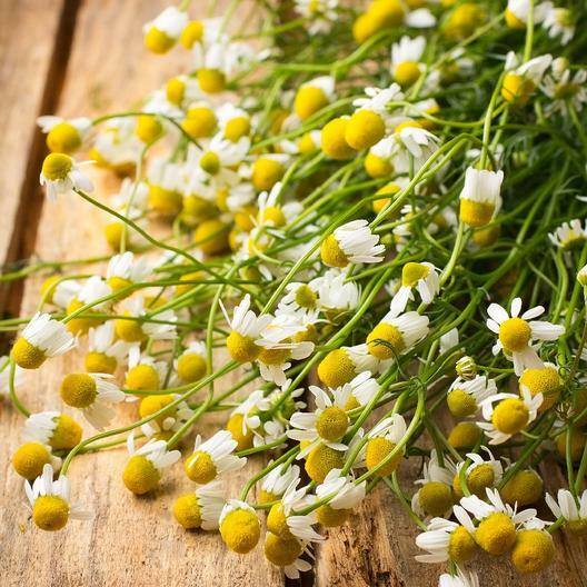 Chamomile GERMAN Herb Groundcover Medicinal Tea Fragrant Non-GMO 500 Seeds