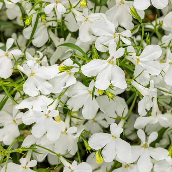 White Lobelia Plant – 2-5″ Tall – 3″ Pot – Compact White Flowering Plant