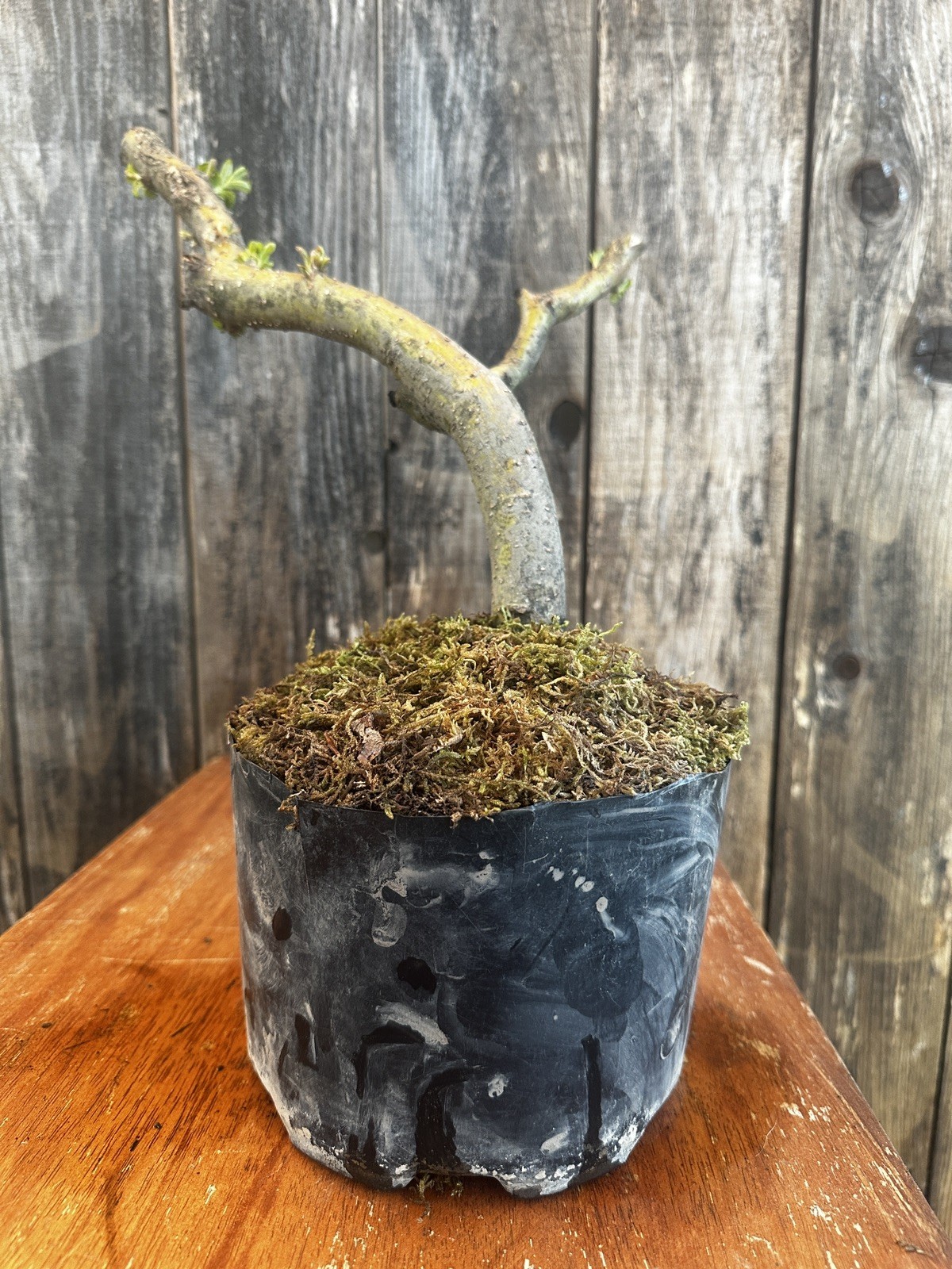 DRAGON BONSAI STARTS! Weeping Willow Tree Cutting Thick Trunk Dwarf