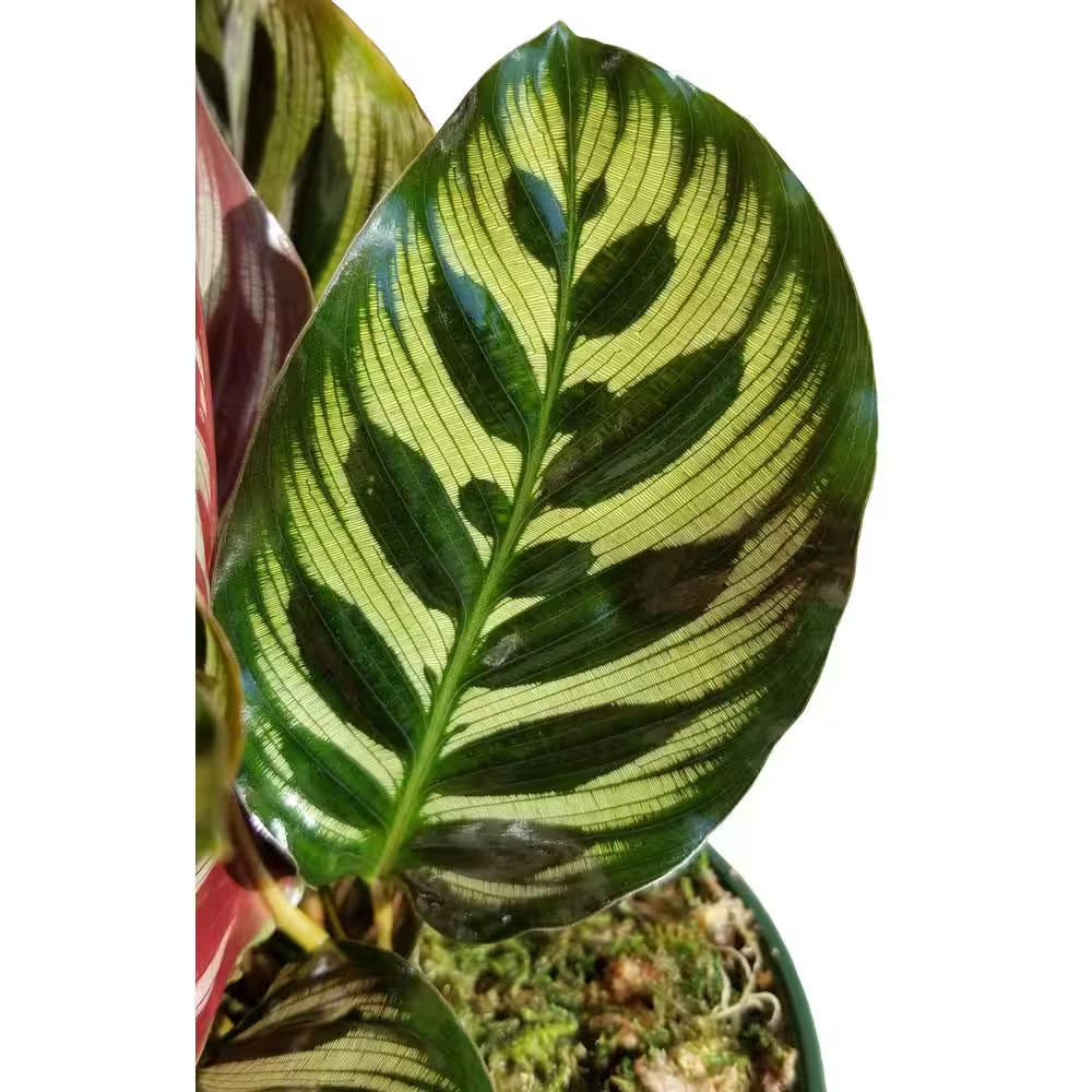 Peacock Plant in 6 In. Grower Pot